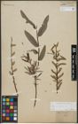 Foto von Salix viminalis L.